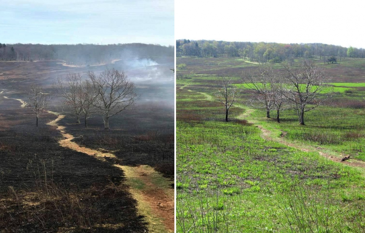 Before picture of a burned and smoking field and a picture taken 3 weeks later showing green grass growing.