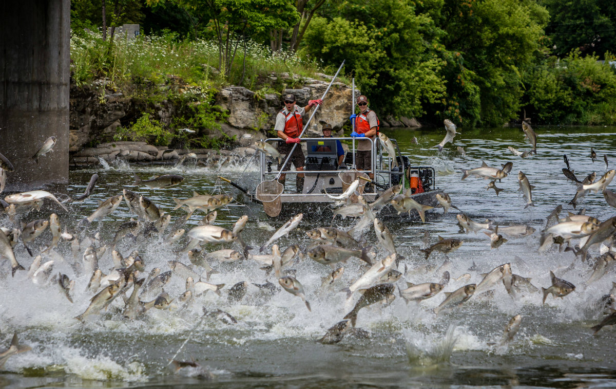 Silver carp jumping during electrofishing in the Fox River in Wisconsin. 