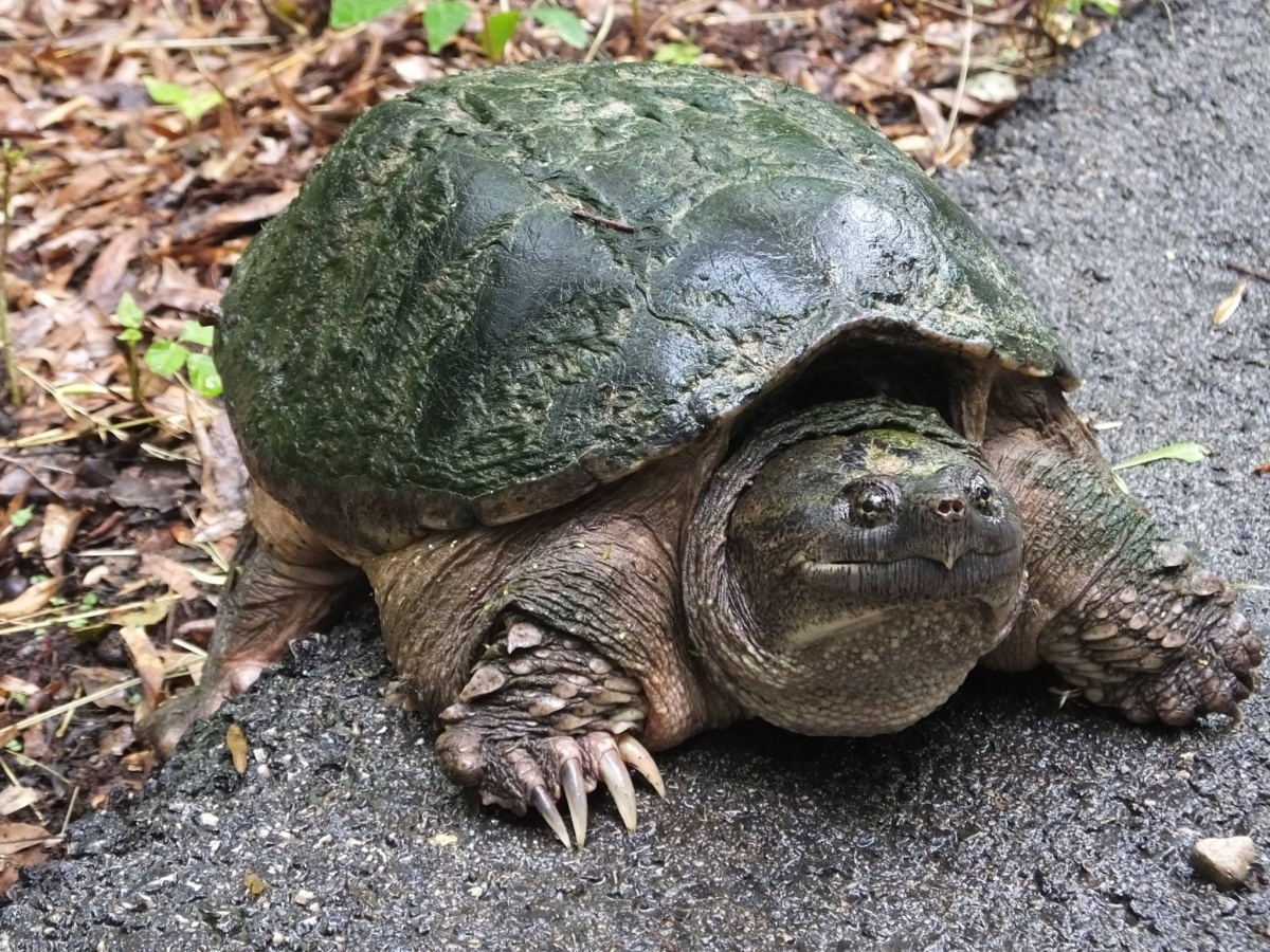 This turtle has a bright green shell and very large claws. He sits on the edge of a road.