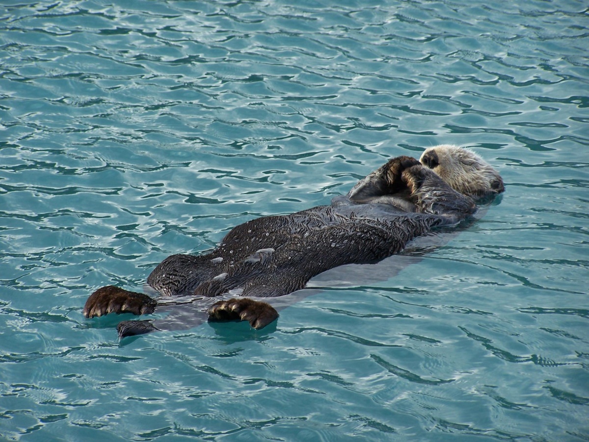 An otter floats on its back in clear, blue water