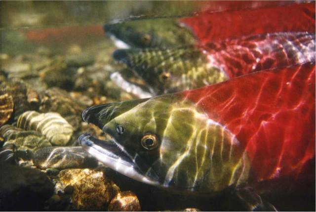 Three red and green salmon lie on rocks in river.