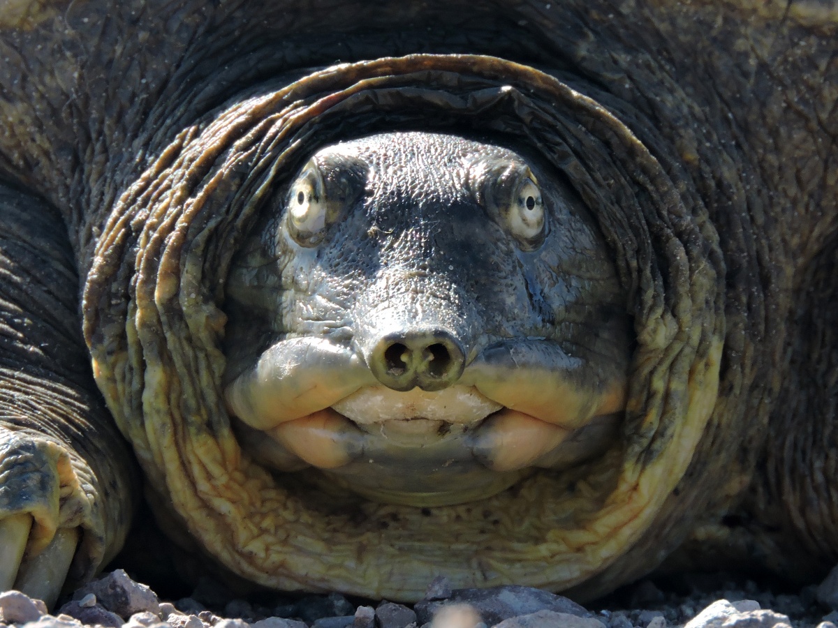 This large turtle's white eyes stare directly into the camera. This shot was taken head on and only shows the turtle's face and neck.