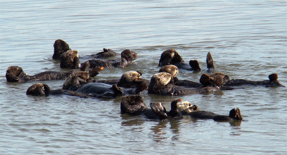 A group of a dozen furry brown sea otters float on their backs in calm water.