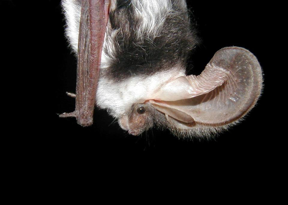 A white and black bat hangs upside-down from a cave ceiling.