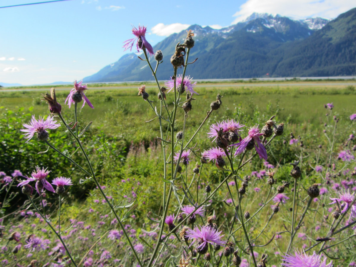 Spotted knapweed a purplish flower that forms dense stands is an invasive plant