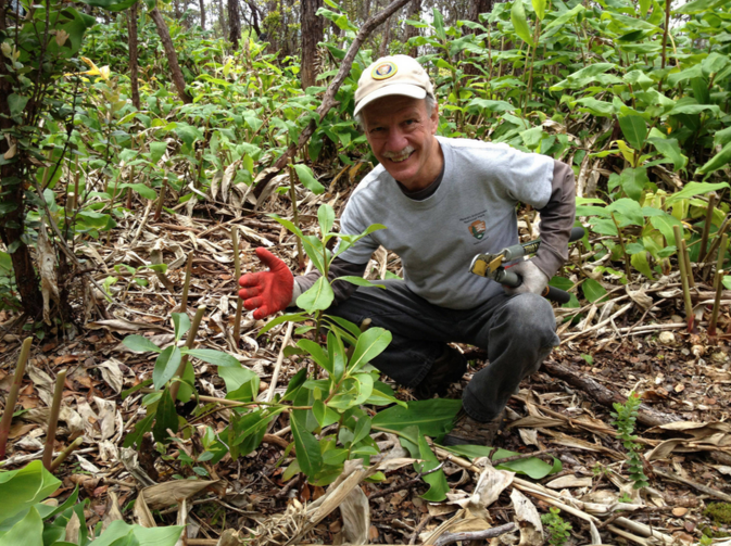 Volunteer shows kōlea lau nui plant freed from the invasive plant