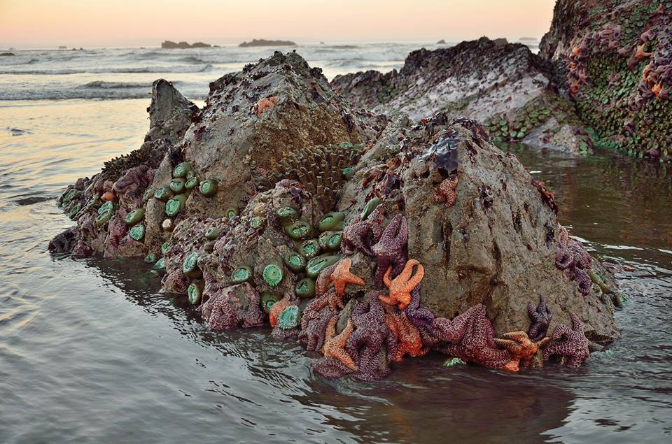 Colorful starfish and other sea creatures sit attached to the rocks on the beach.