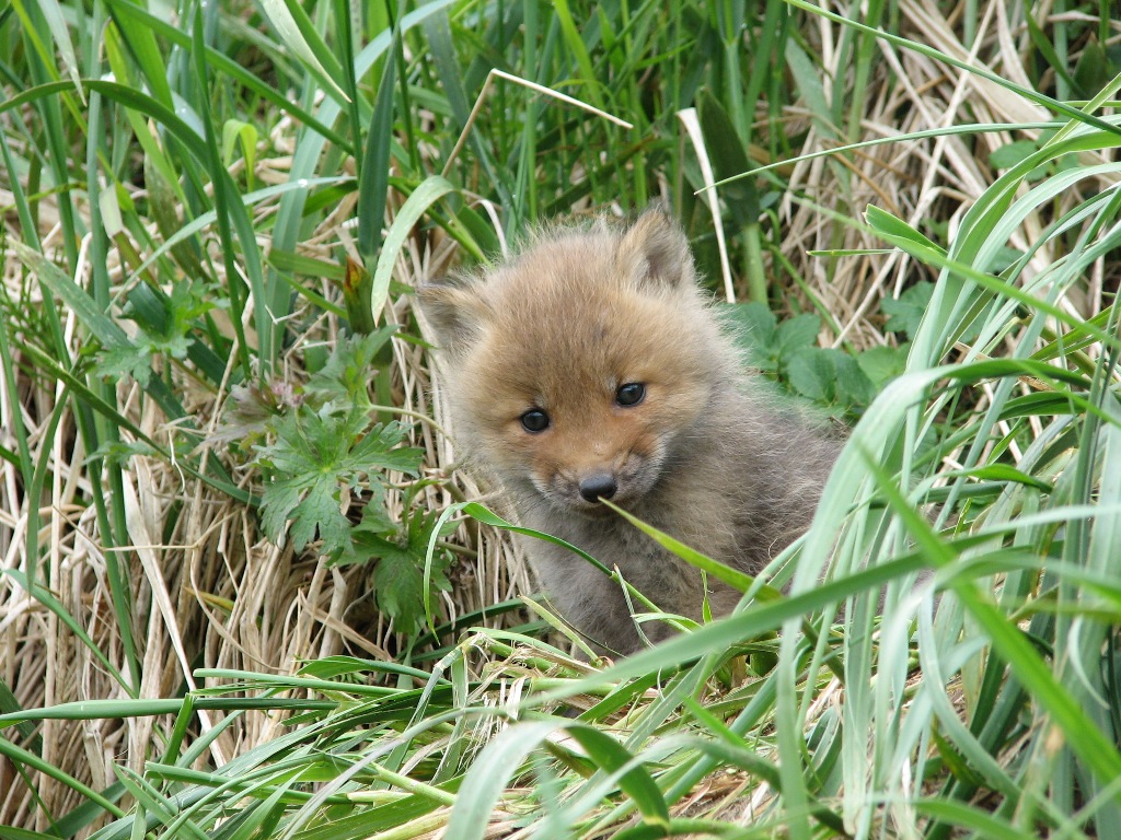 A baby fox playing in tall grass.