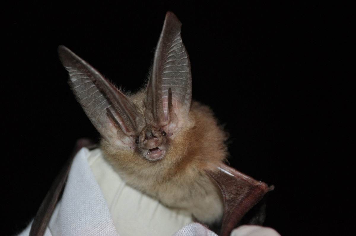 A head shot of an open-mouthed bat with ears about three times as large as its head.