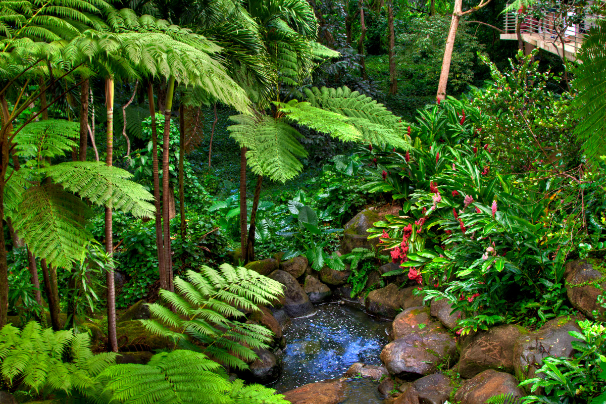 Tree ferns surrounded by a small stream