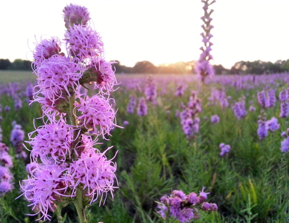 Tall plants with bundles of spiky purple flowers grow in a wide green field.
