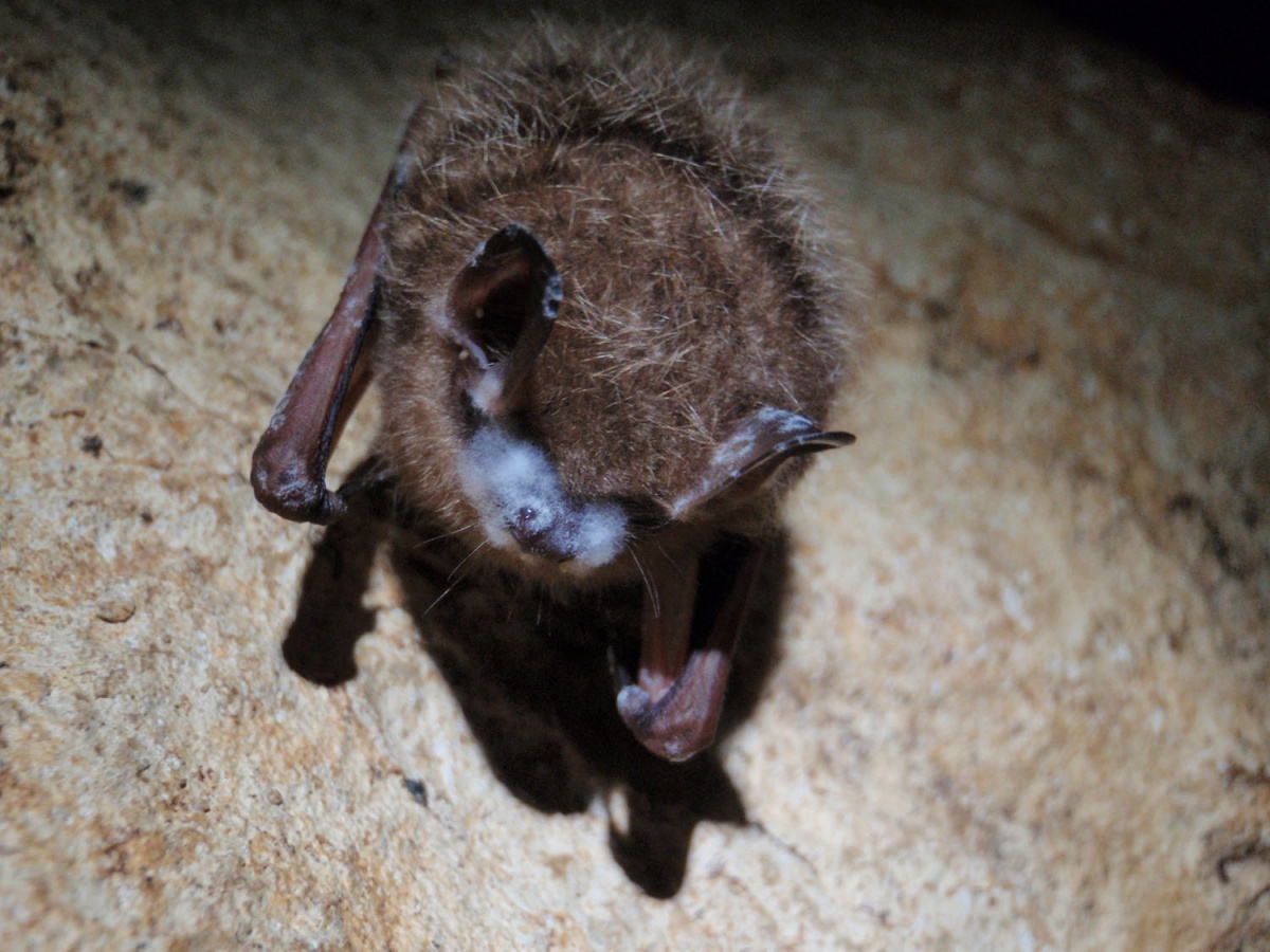 A small bat clinging to a cave wall has spots of white fungus on its nose and ears.