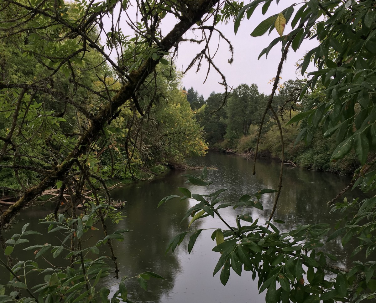 A river seen through the trees