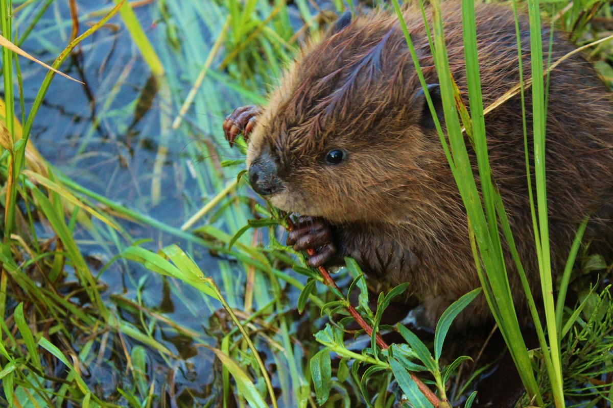 Beaver pup nibbles on small stick as green plants surround him on the edge of  a body of water