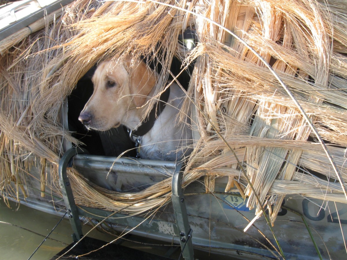 A dog sits in a boat covered with dry grasses