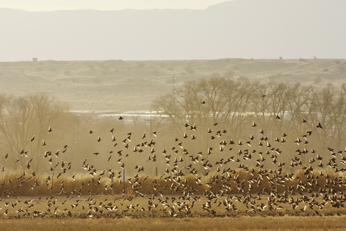 A large flock of birds take flight in a meadow
