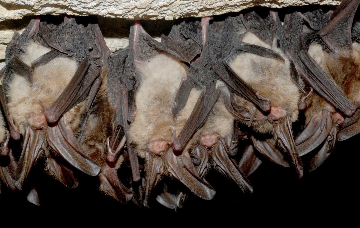 Lit by camera flash, a small group of fuzzy bats hang upside down hibernating in a dark cave.
