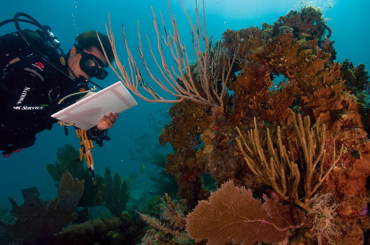 scuba diver checking coral