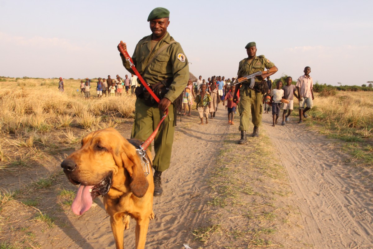 Virunga rangers walk path with sniffer dog.