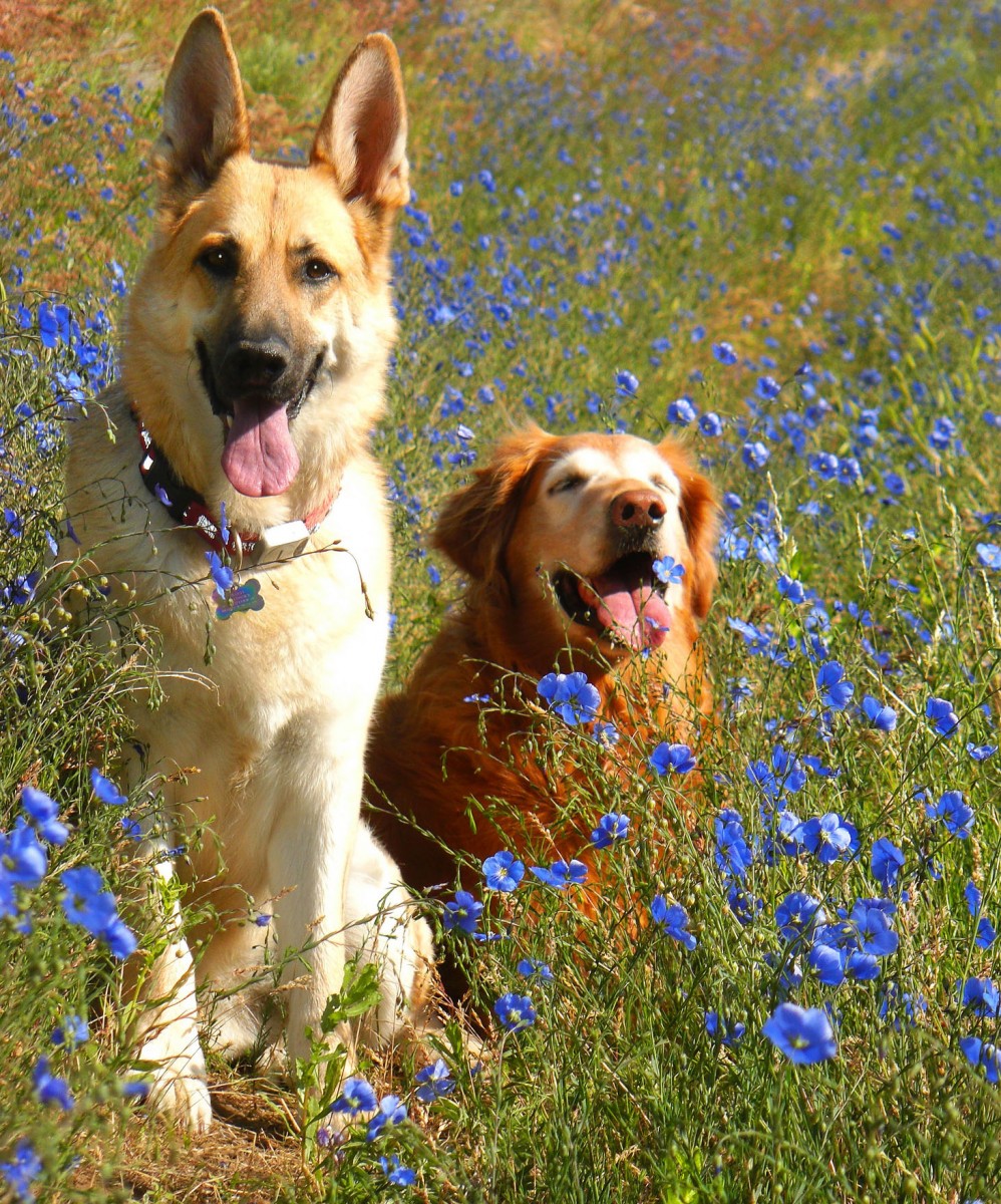 Two dogs sit with their tongues out in a field of wildflowers 