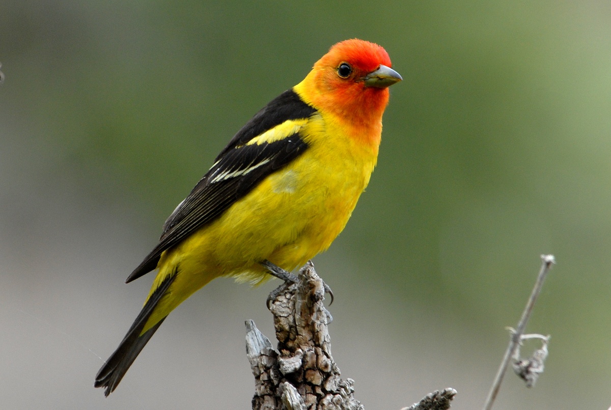 A small yellow bird with a red face perches on the end of a stick.