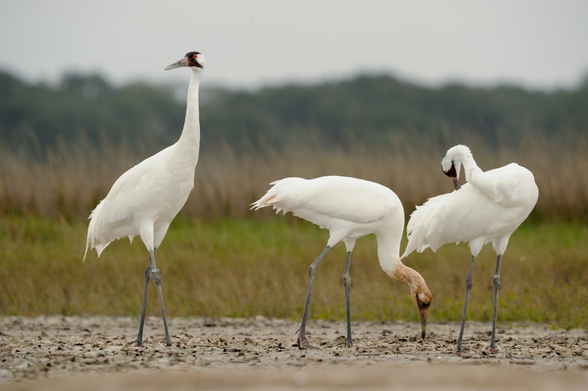 Three tall, skinny white birds stand on muddy ground. 