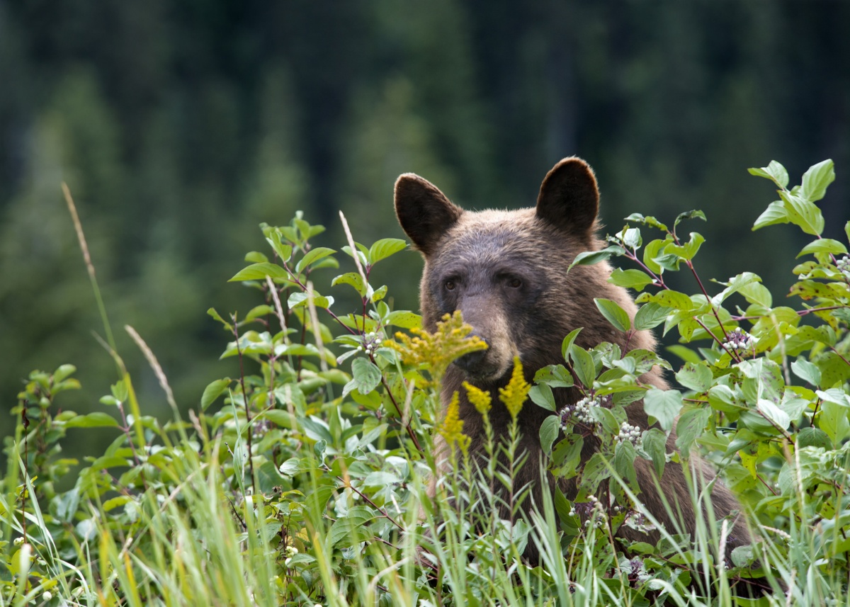 A bear peaks its head over green shrubs and plants