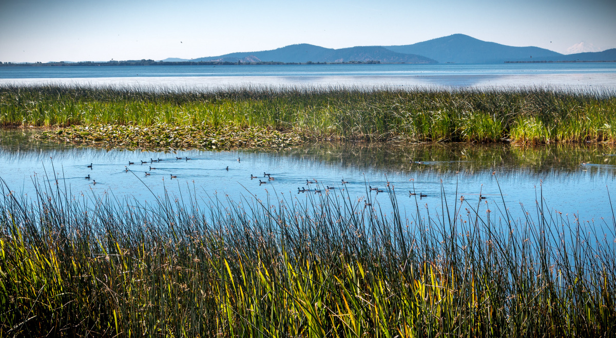 A group of about a dozen ducks swim across the still waters of a wetland of grass and water on a wide flat plain with hills in the distance under a clear blue sky.
