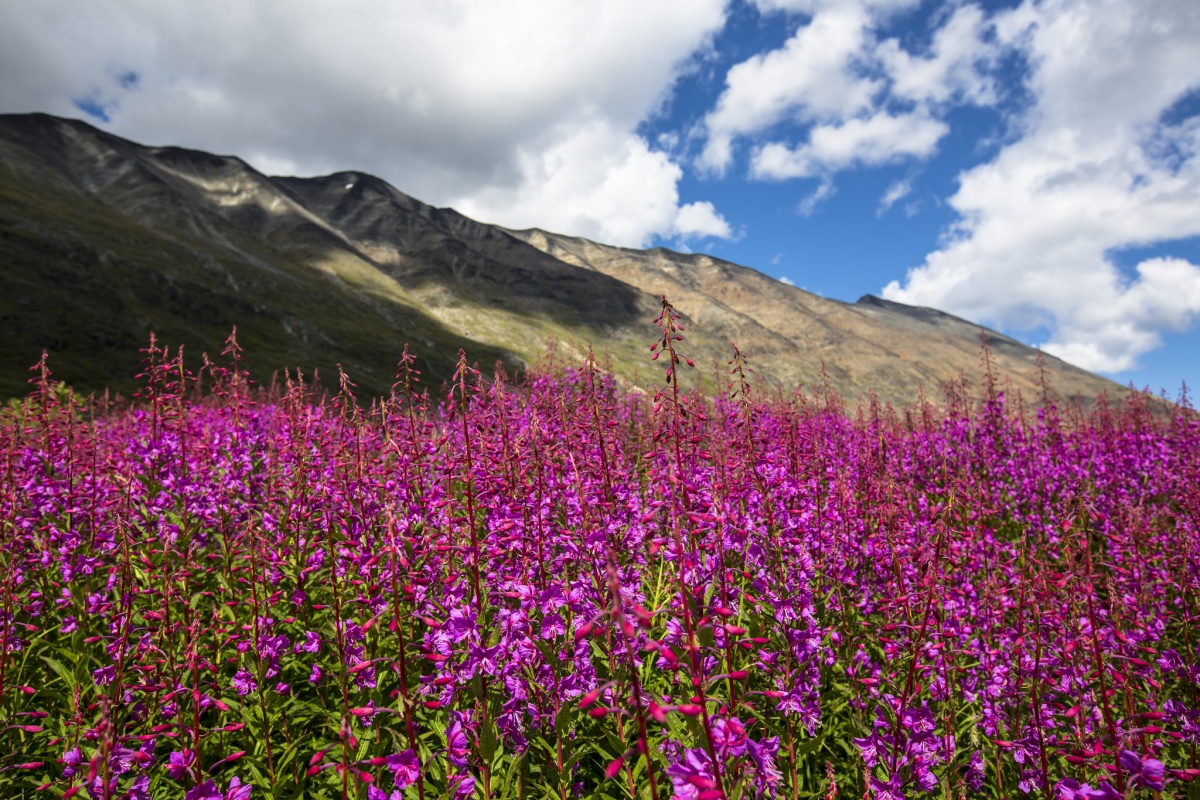 Bright pink flowers grow in a massive display of color at the base of a small mountain ridge.