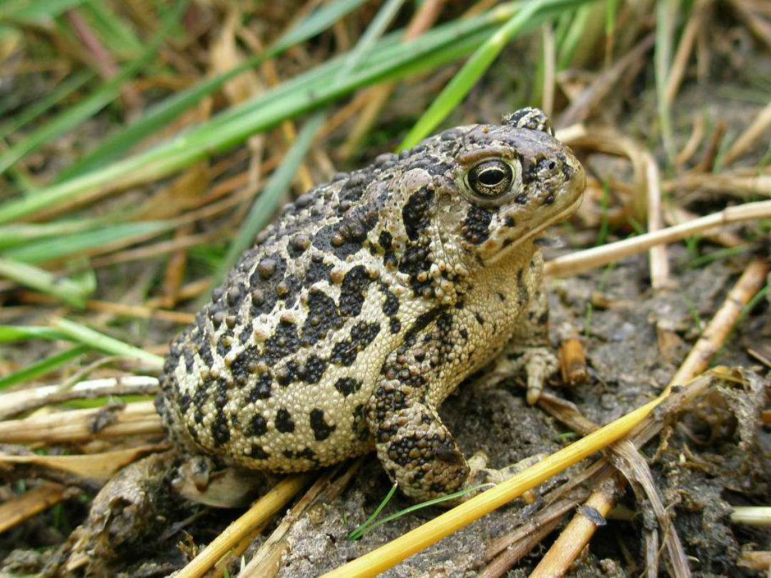 A yellow toad with black spots stands on wet ground.