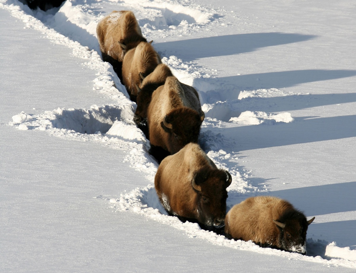 bison wade through the snow