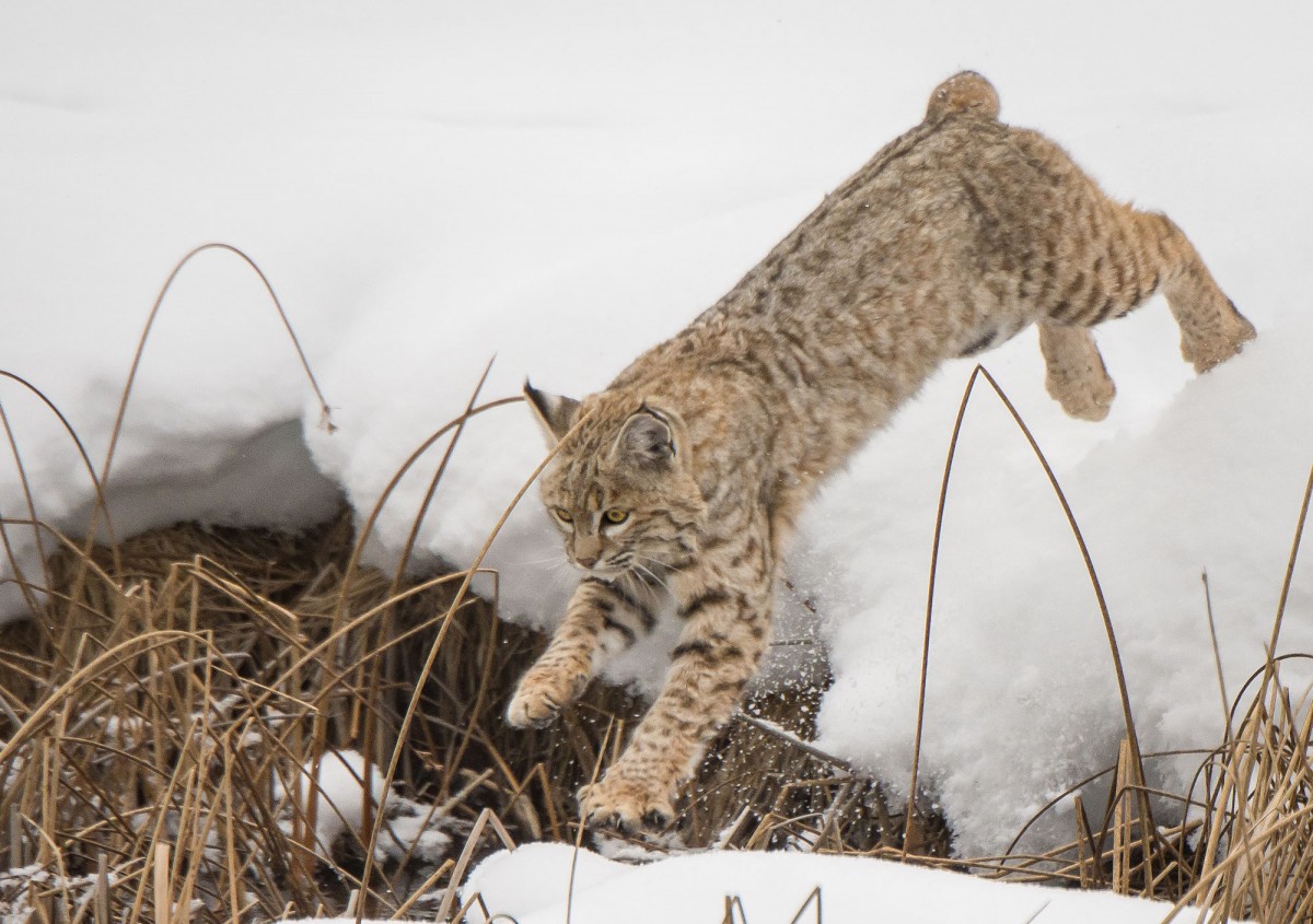 Bobcat leaps from snowbank.