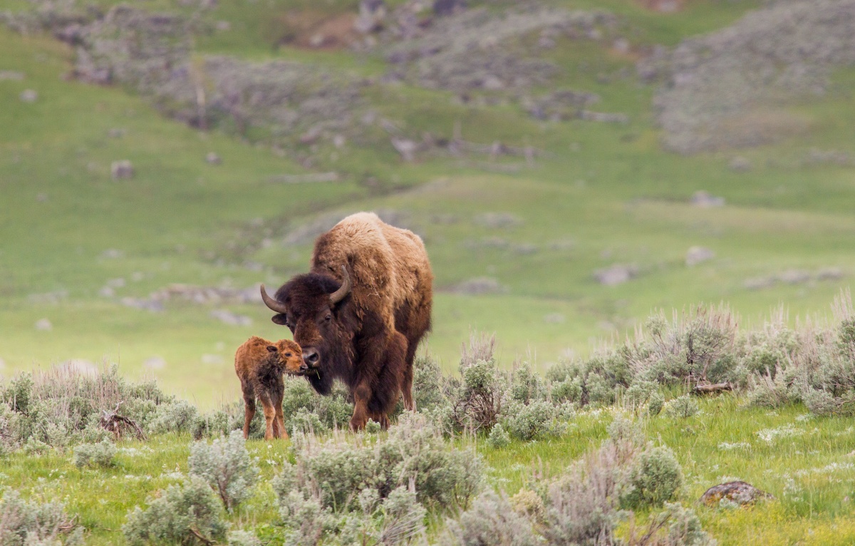 A large and fluffy brown bison towers over its small child in the middle of a green field.